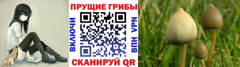 Псилоцибиновые грибы мухоморы  OMG   Новокубанск  где можно купить наркотик 